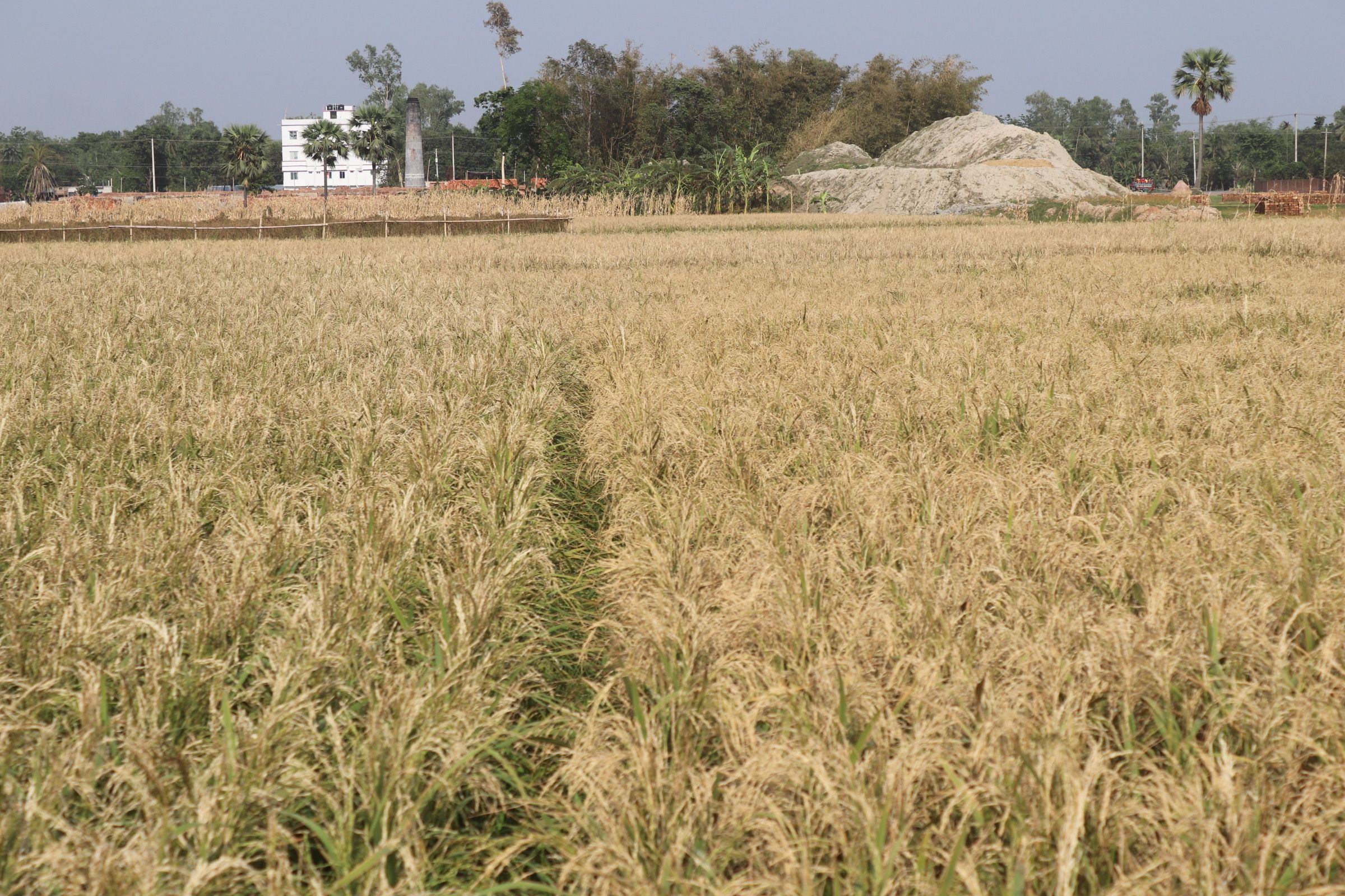 ইটের ভাটার ধোয়ায় ক্ষতিগ্রস্ত ফসল। ছবিঃ এনসিএন