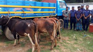 বগুড়ায় চারটি চোরাই গরুসহ যুবক গ্রেফতার