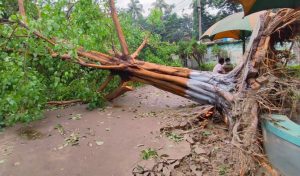 মাস পেরিয়ে গেলেও অপসারণ হয়নি ঝড়ে উপড়ে পড়া গাছ