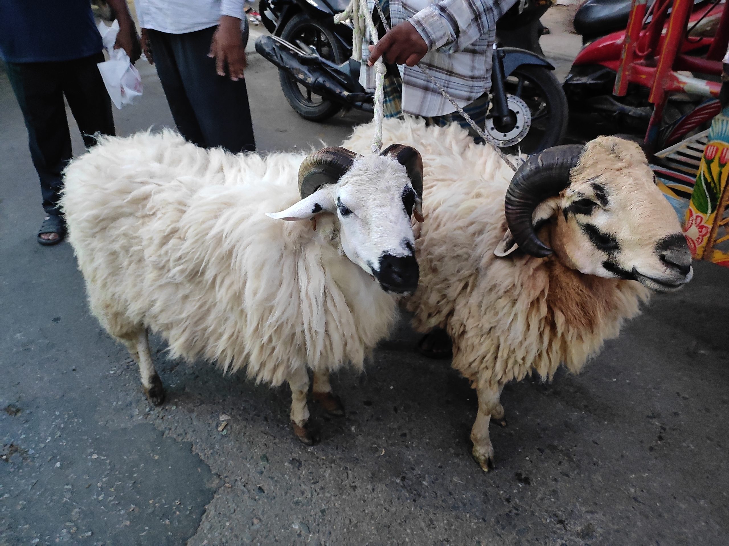 হাটে দিনব্যাপীই ক্রেতাদের বাড়তি দৃষ্টি কেড়েছে গাড়োল জাতের একজোড়া ভেড়া।