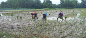 বগুড়ায় প্রায় ১ লাখ ৮৩ হাজার হেক্টর জমিতে আমনের লক্ষ্যমাত্রা নির্ধারন