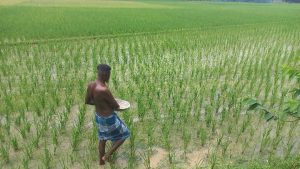 বগুড়ার দিগন্ত জোড়া সবুজ ধানে কৃষকের মাঠ ভরে গেছে।