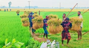 আউশ ধান কর্তন করে ভাড়ে করে নিয়ে আসছেন কৃষকরা।
