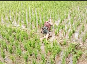 বগুড়ায় ভ্যান চালকের লাশ উদ্ধার।