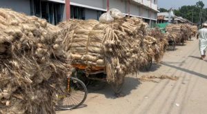 এ বছর বগুড়ায় পাটের ভালো ফলন ও দাম পাওয়ায় খুশি কৃষক