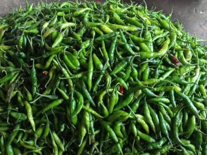 মরিচে প্রসিদ্ধ বগুড়ায় কাঁচা মরিচ ২ শ‘ টাকা ছাড়িয়েছে