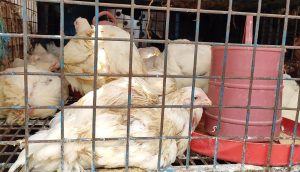 বগুড়ায় কমেছে ব্রয়লারের দাম