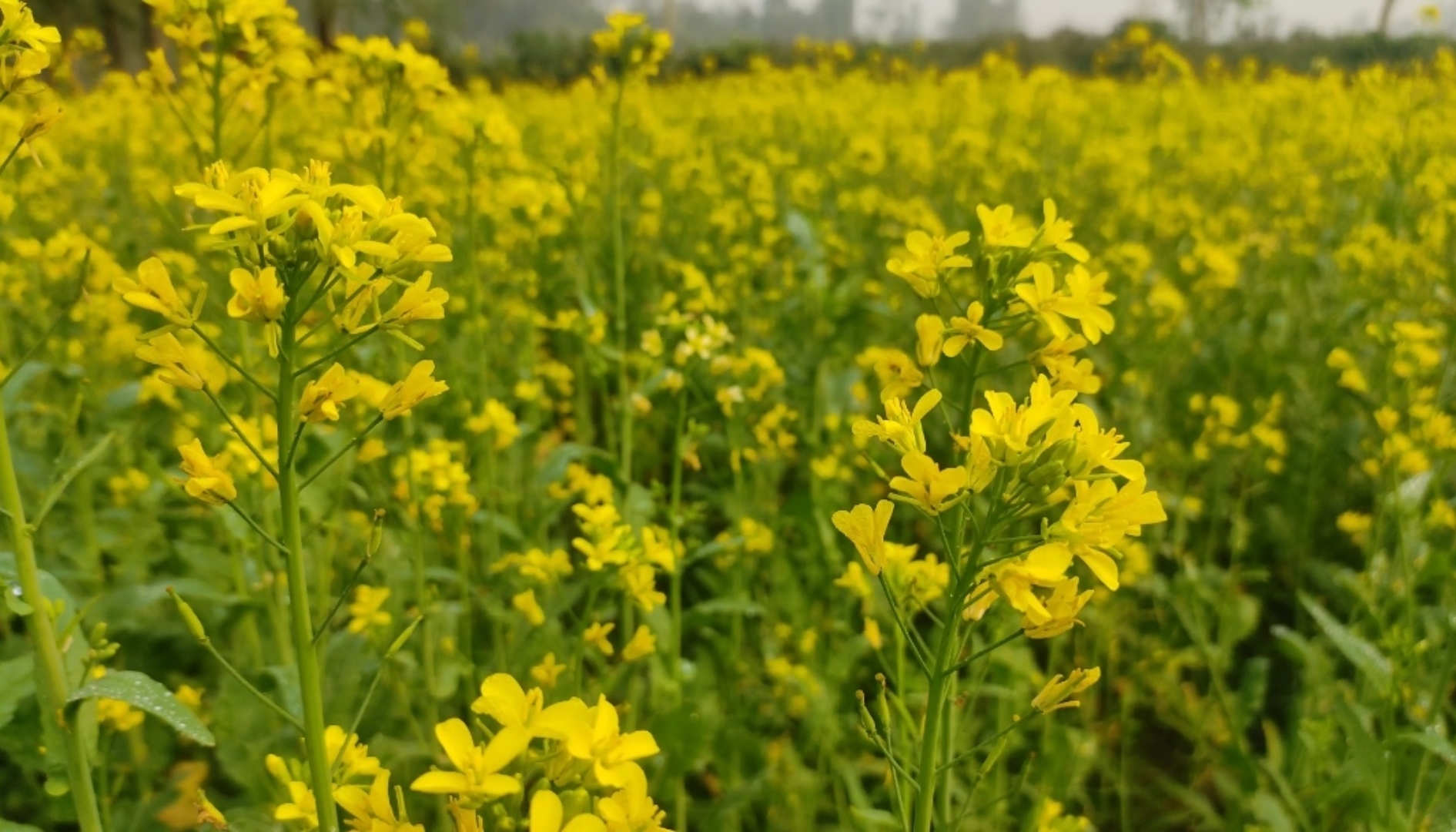 বগুড়ায় সরিষার বাম্পার ফলনের আশা কৃষদের