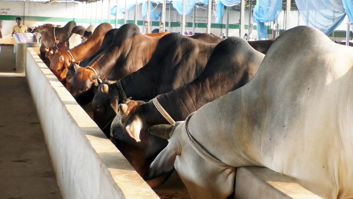 বগুড়ায় কোরবানির পশু উঠেছে কেজির স্কেলে