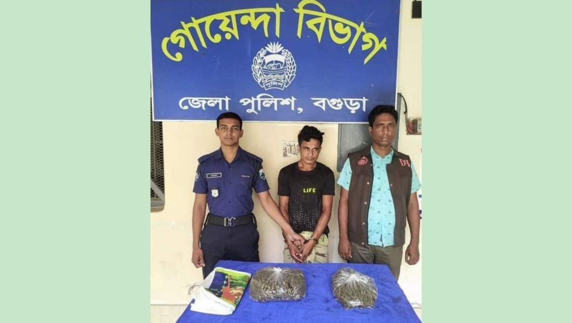বগুড়ায় দুই কেজি গাঁজাসহ গ্রেফতার ১। ছবি: এনসিএন