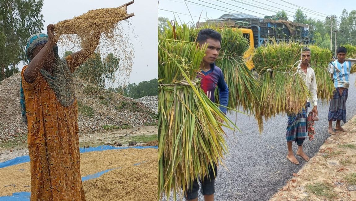বগুড়ায় বোরো ধান কাটা-মাড়াই কাজে দারুন ব্যস্ত কৃষকেরা। ছবি: এনসিএন