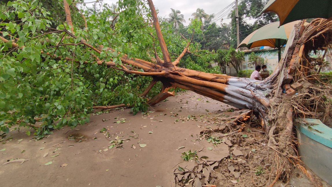 বগুড়ায় কালবৈশাখী ঝড়ে উপড়ে গেছে গাছ