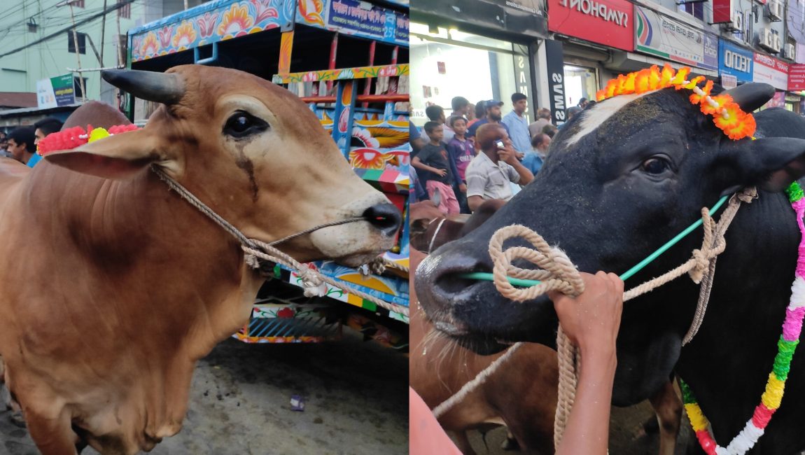 শাহিওয়াল জাতের দুই গরু বিক্রি হয়েছে সাড়ে ৮ লাখ টাকায়