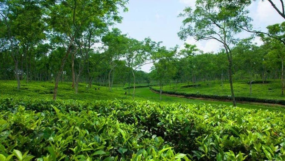 ছবিঃ আশরাফুল ইসলাম আকাশ