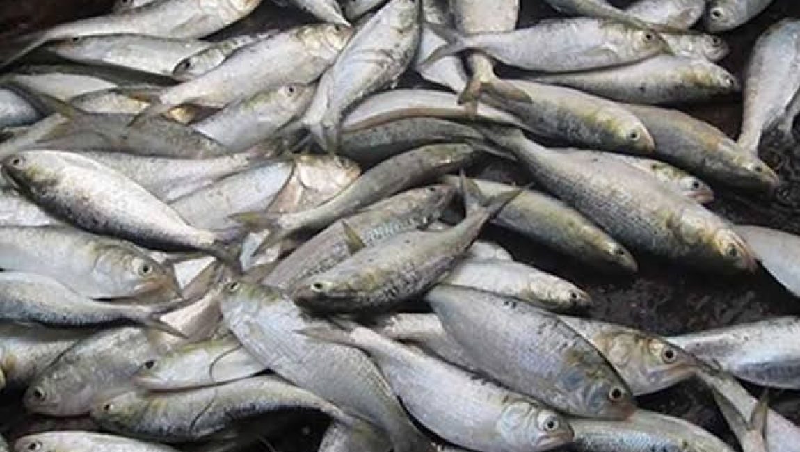 সারিয়াকান্দিতে জাটকা ইলিশ নিধন। ছবি: এনসিএন