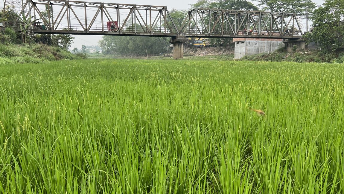 মাটিডালি বেইলি ব্রিজের নিচে চলছে স্থানীয় এলাকাবাসীর ধান চাষ। ছবি: এনসিএন