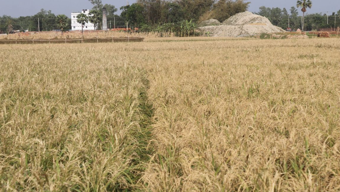 ইটের ভাটার ধোয়ায় ক্ষতিগ্রস্ত ফসল। ছবিঃ এনসিএন