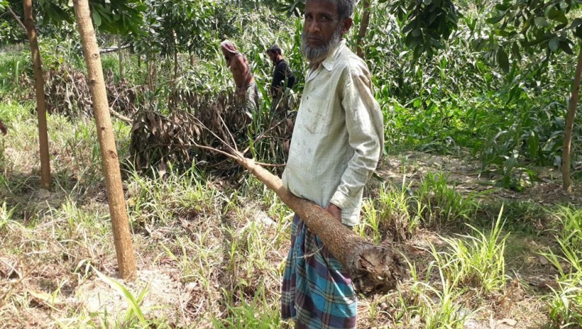 শাজাহানপুরে বাগানে গাছ নিধন। ছবিঃ এনসিএন