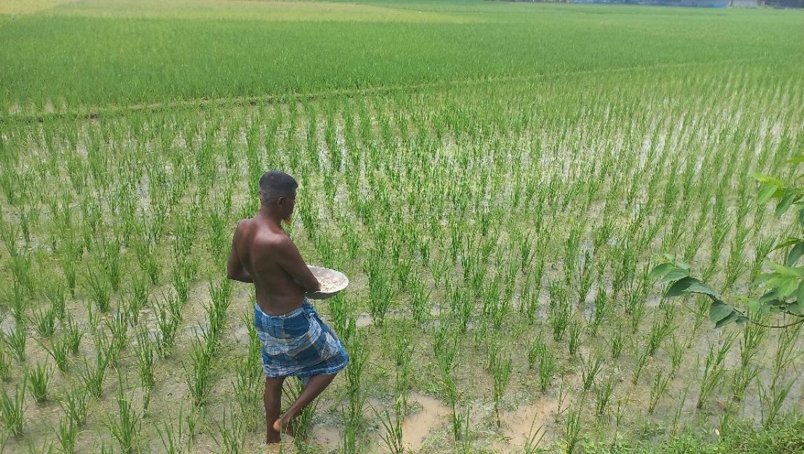 বগুড়ার দিগন্ত জোড়া সবুজ ধানে কৃষকের মাঠ ভরে গেছে।