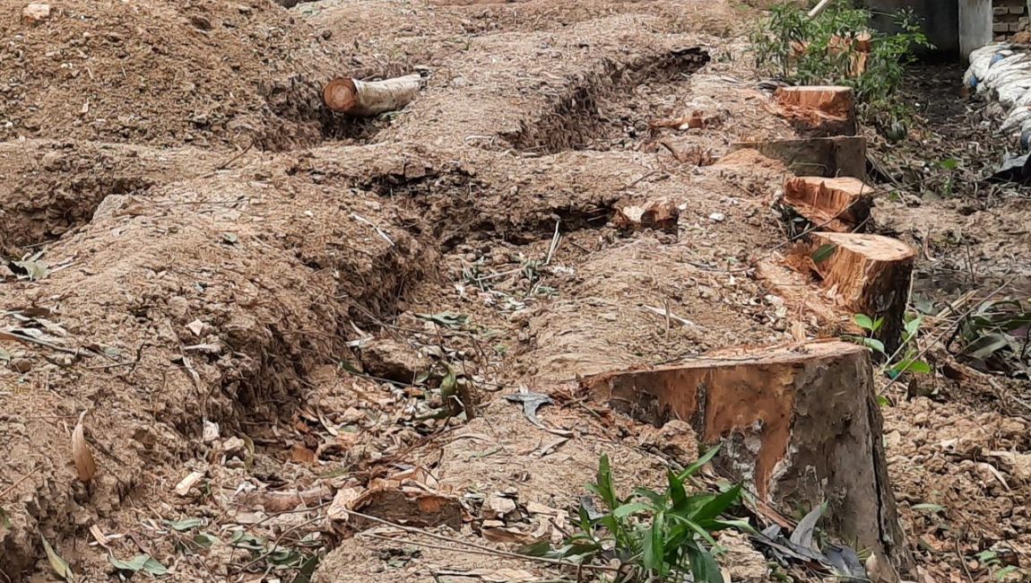 আদমদীঘিতে নীতিমালা ছাড়াই গাছ কাটলেন ইউএনও। ছবি: এনসিএন
