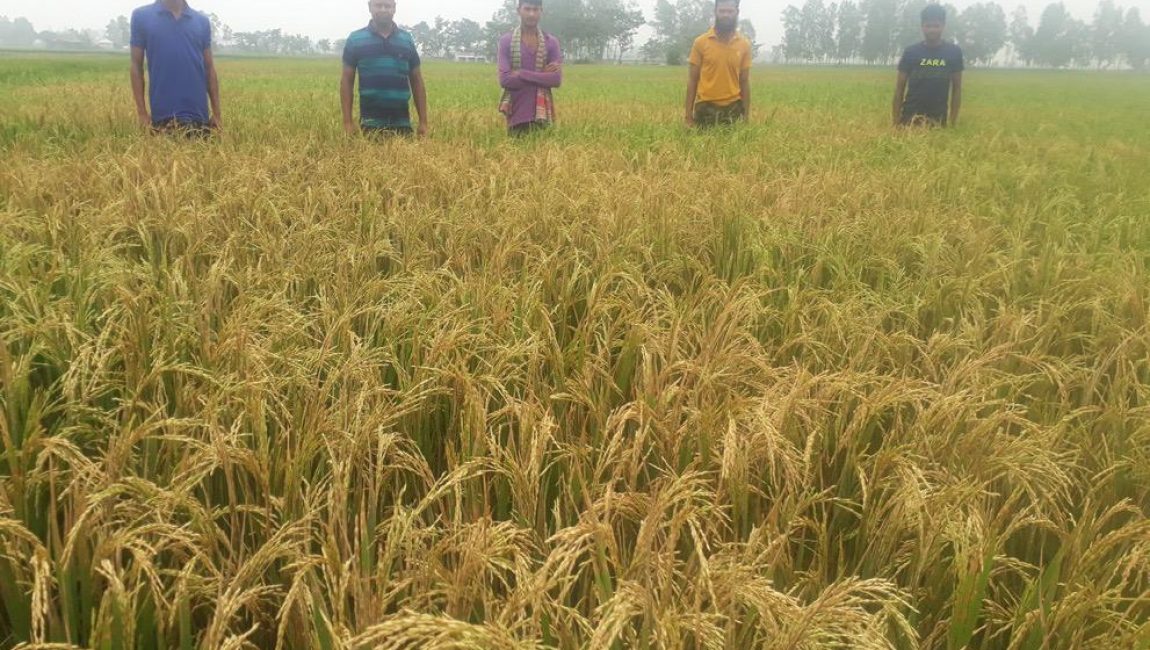 ভরা মৌসুমে ধানের সাথে শত্রুতা। ছবি: এনসিএন