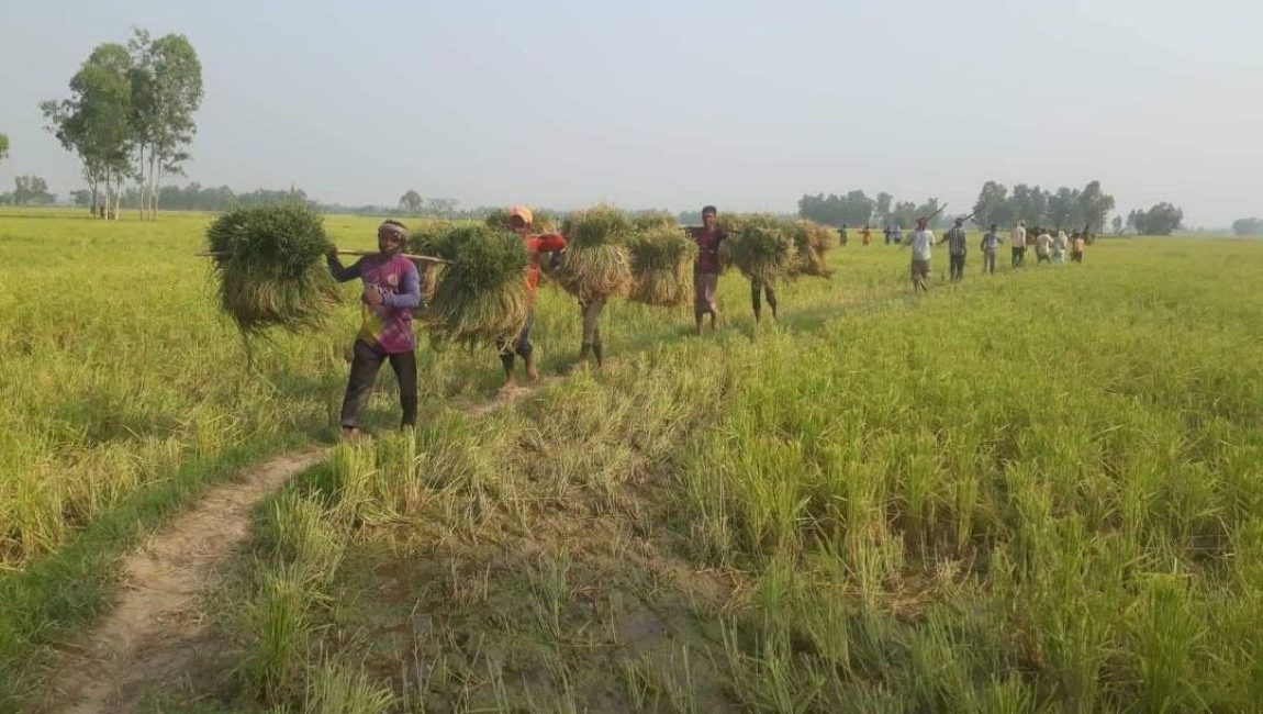 বগুড়ায় বোরো ধান কাটা-মাড়াই শুরু হয়েছে, বাম্পার ফলনের আশাবাদ। ছবি: এনসিএন