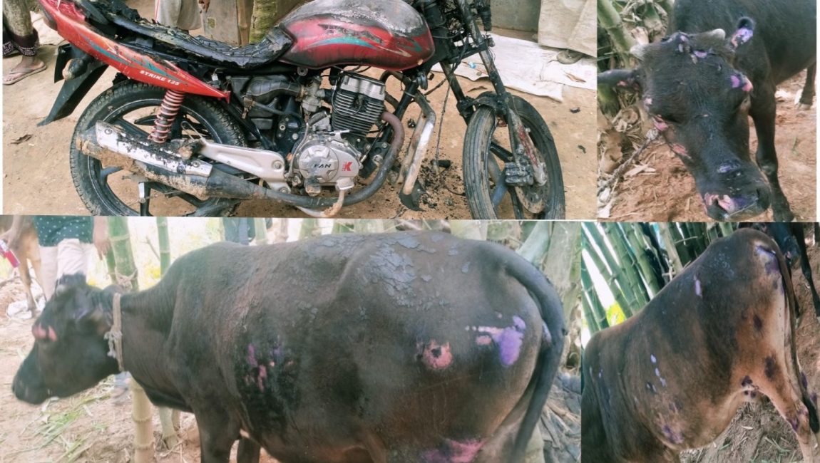 শাজাহানপুরে বসতবাড়িতে অগ্নিকান্ডে গবাদিপশু-মোটরসাইকেল পুড়ে ছাই। ছবি: এনসিএন