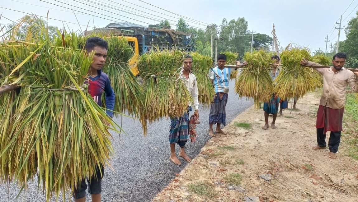 ধান কেটে মাড়াইয়ের জন্য নিয়ে যাচ্ছে শ্রমিকেরা। ছবি: এনসিএন