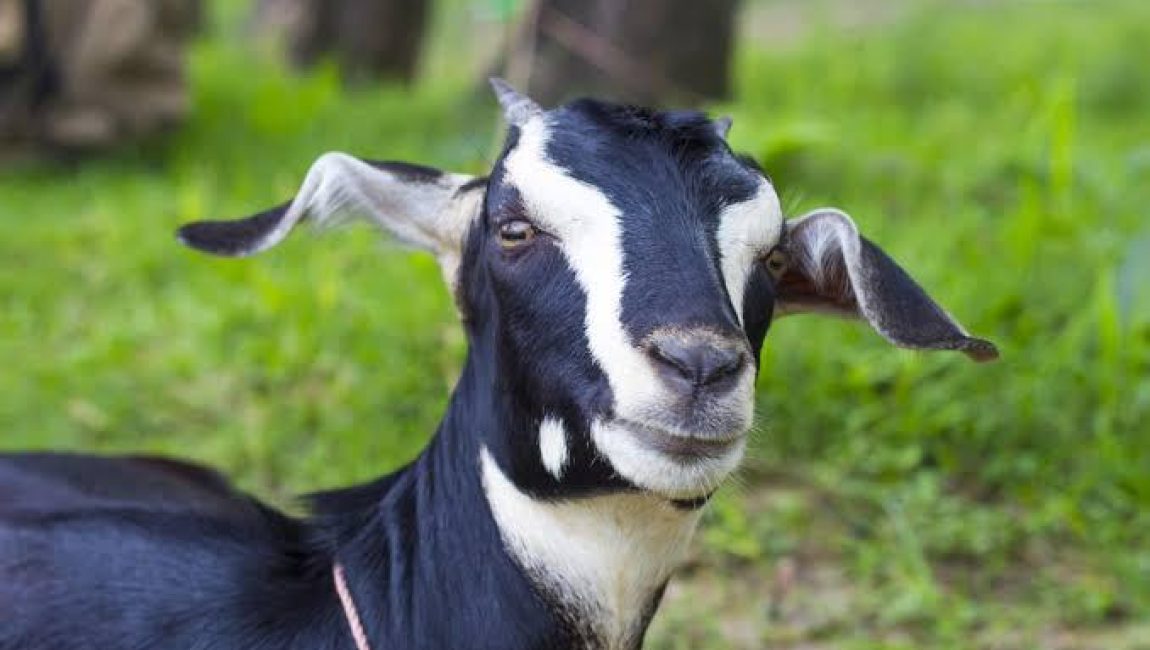 দেশি ছাগল