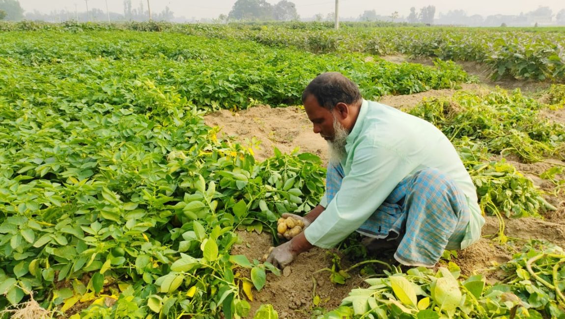 জমি থেকে আলু সংগ্রহ করছেন কৃষক মোফাজ্জল। ছবিটি মঙ্গলবার বগুড়া সদরের পল্লীমঙ্গল থেকে তোলা। ছবি: এনসিএন