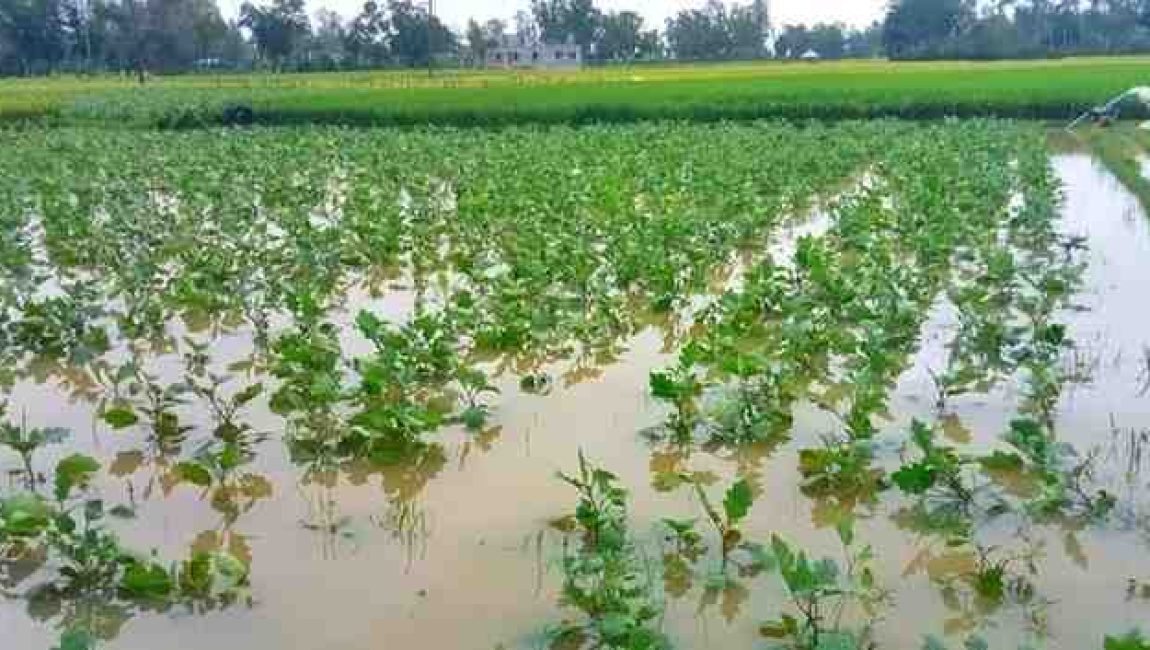 IMG-20251101-WA0010-01