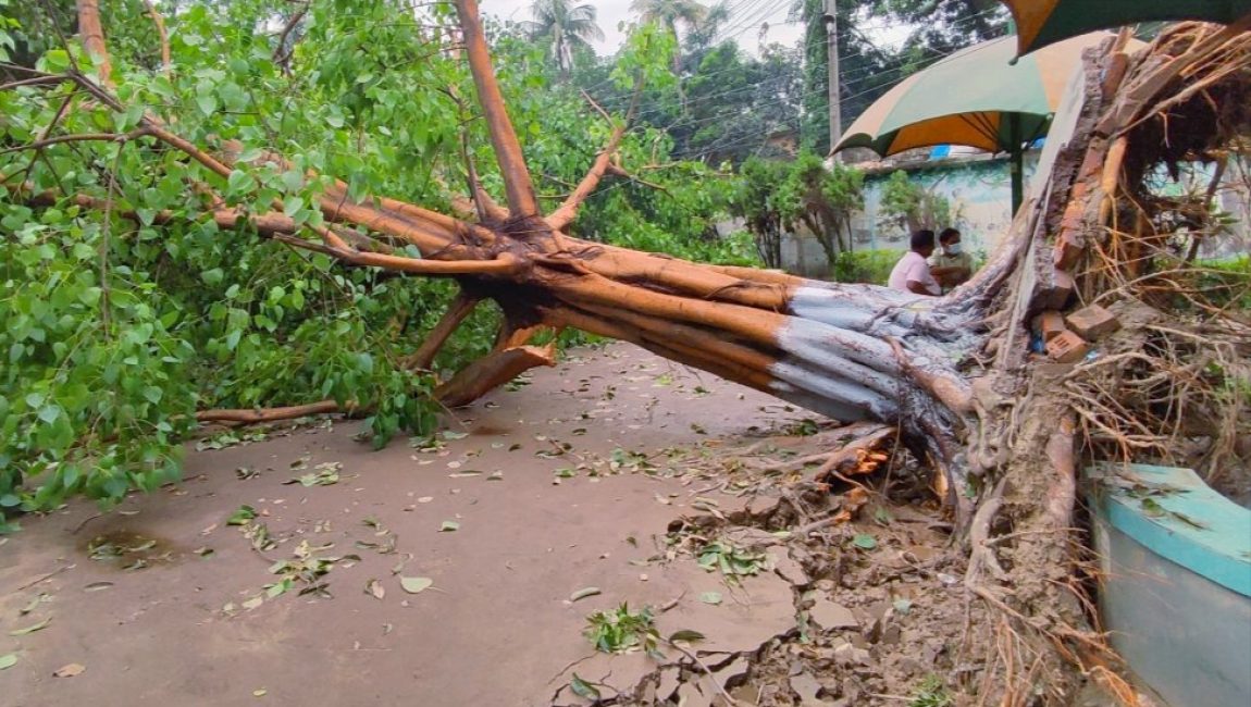 মাস পেরিয়ে গেলেও অপসারণ হয়নি ঝড়ে উপড়ে পড়া গাছ