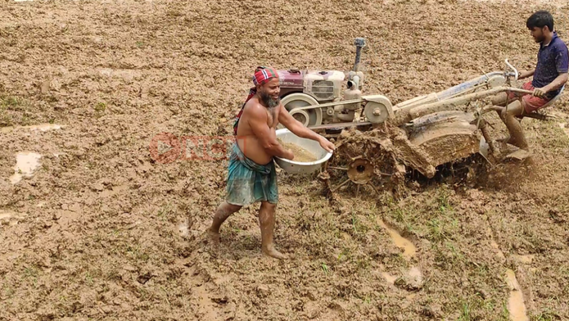 আমন মৌসুমে অনাবৃষ্টিতে বিপর্যস্ত কৃষক কাঙ্খিত বৃষ্টিতে আবার ঘুরে দাঁড়িয়েছে