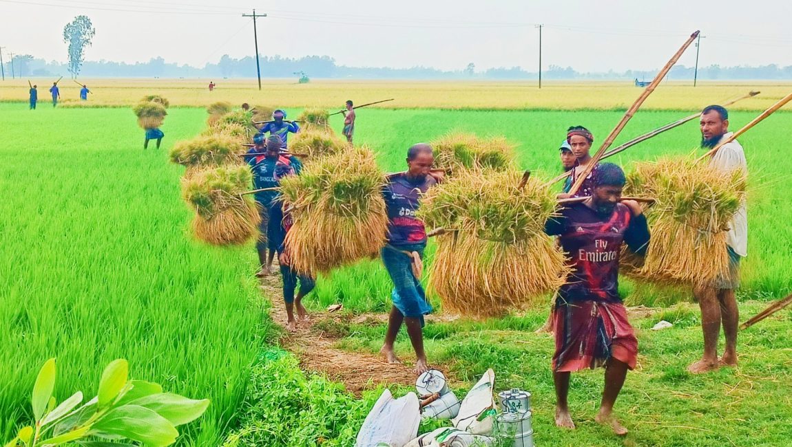 আউশ ধান কর্তন করে ভাড়ে করে নিয়ে আসছেন কৃষকরা।