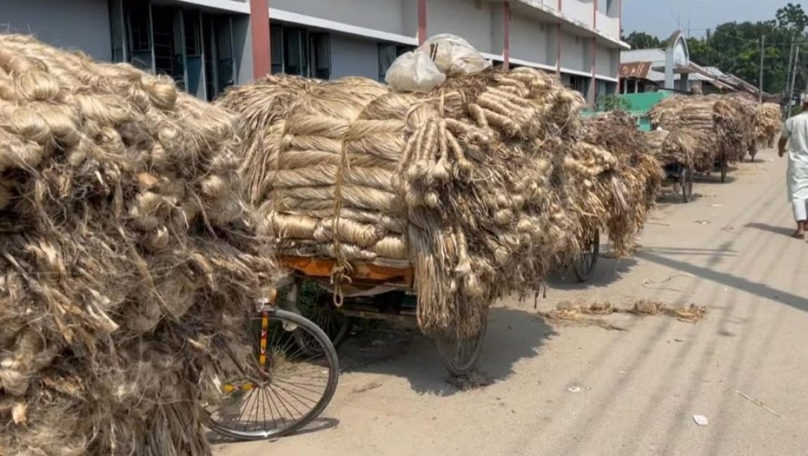 এ বছর বগুড়ায় পাটের ভালো ফলন ও দাম পাওয়ায় খুশি কৃষক