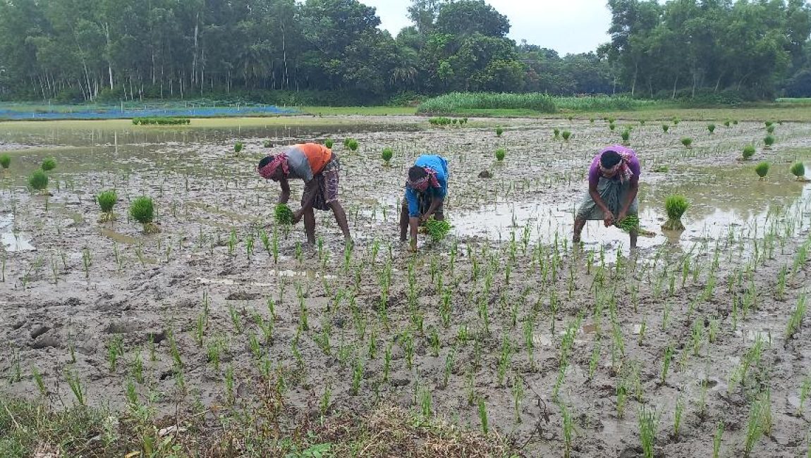 বগুড়ায় প্রায় ১ লাখ ৮৩ হাজার হেক্টর জমিতে আমনের লক্ষ্যমাত্রা নির্ধারন