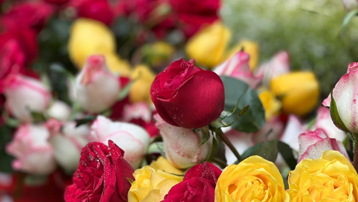 বিশ্ব ভালোবাসা দিবসে সকলকে লাল গোলাপের শুভেচ্ছে।ছবিটি বগুড়া ফুলের বাজার থেকে তোলা।