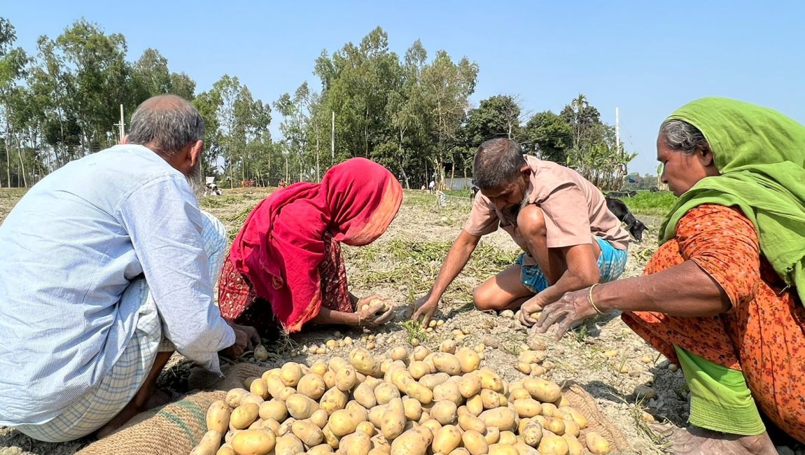 বগুড়ায় আলু তোলার ধুম পড়েছে। নারী পুরুষ একত্রে আলু তোলার কাজে ব্যস্ত। ছবিটি বগুড়া সদরের দ্বিতীয় বাইপাস রোড এলাকা থেকে তোলা। ছবিঃ এন সি এন