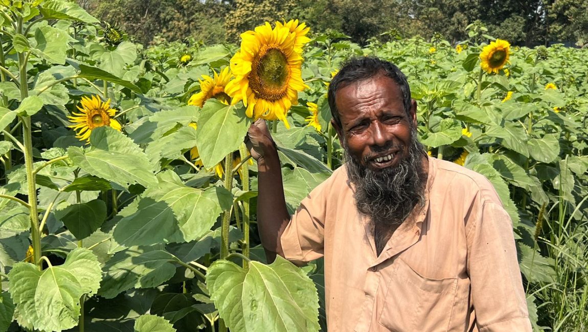 বগুড়া কৃষি অধিদপ্তরের অনুদানে করা সূর্যমুখী ফুলের জমি। খুশি কৃষক। ছবিটি বগুড়া সদরের সাব-গ্রাম থেকে তোলা। ছবিঃ এন সি এন