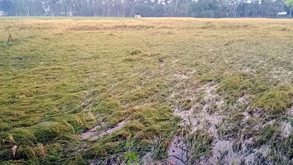 বগুড়ায় ধান কাটা শ্রমিকের সংকট, পানিতে ভাসছে পাকা ধান। ছবি: এনসিএন