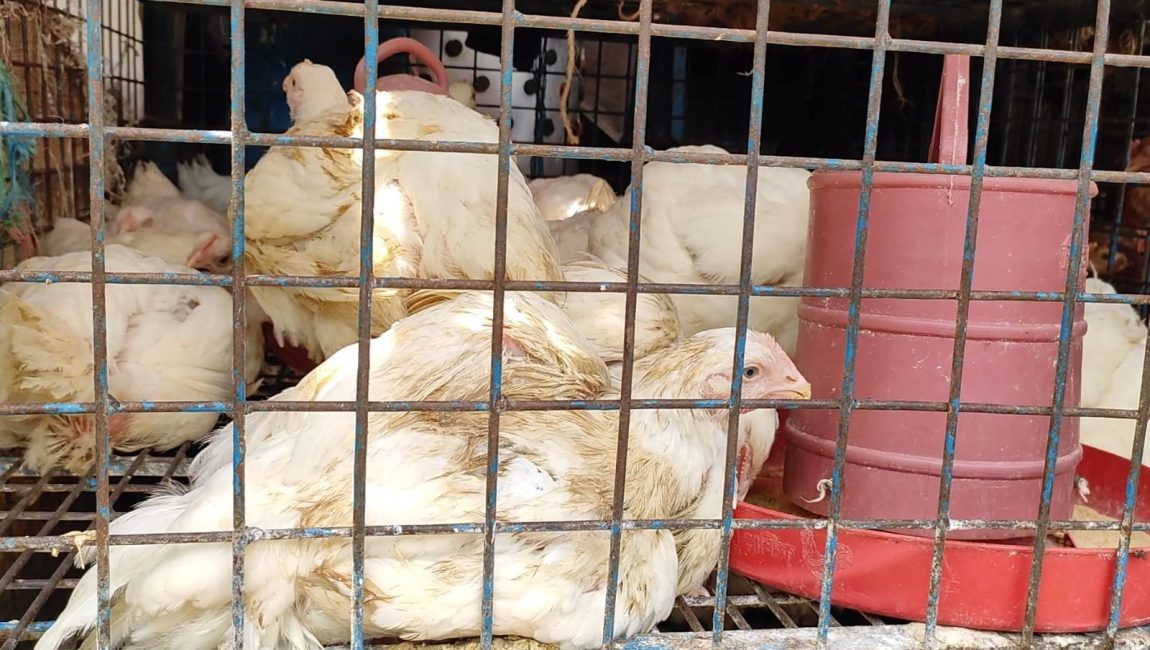 বগুড়ায় কমেছে ব্রয়লারের দাম